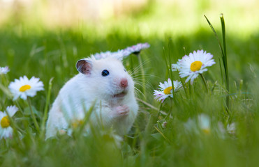 white hamster