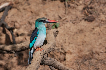 Blue-breasted kingfisher (Halcyon malimbica)