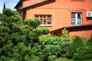 Fototapeta na wymiar Blur Landscape in the garden. Young pine-tree and garden path. The concept of landscaping design. Soft focus image. Topiary.