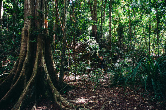 Mossman Gorge, Port Douglas, Cairns Queensland Australia © Sophie