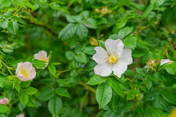 Beautiful white flowers on a green bush