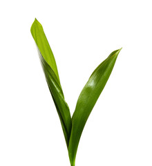 Obraz premium Lily of the valley leaves isolate. Green foliage of lily of the valley on a white isolated background.
