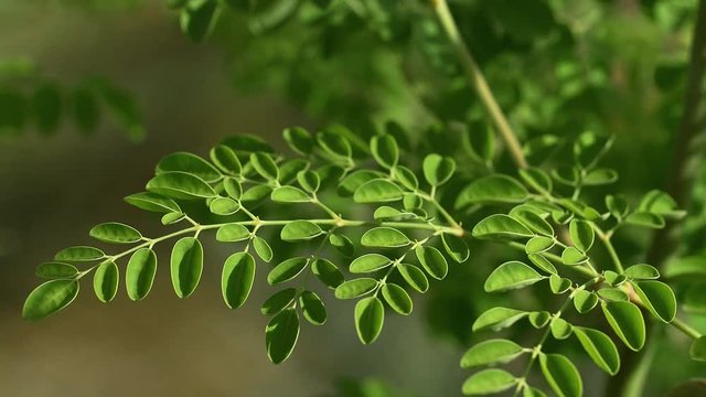 Moringa leaves on a sunny day 