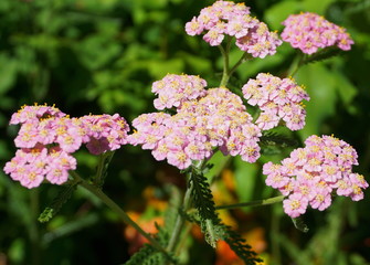 Pink Grapefruit Yarrow flowers close up. Achillea millefolium plant.   