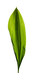 Lily of the valley leaves isolate. Green foliage of lily of the valley on a white isolated background.