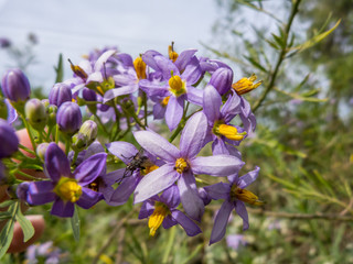 Beatiful violet flowers, flowering in summer