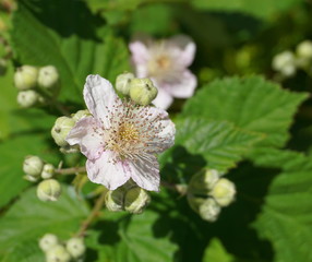 White blackberry flowers and buds on green leaves background close up.