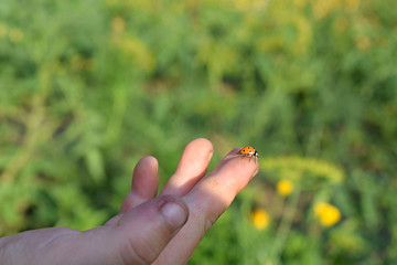 The ladybird prepares for take-off from the child's hand.