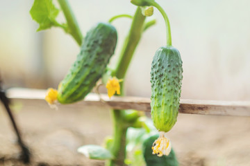 Small cucumbers hang on a branch in a greenhouse. The concept of growing vegetables, gardening, natural products, healthy food.