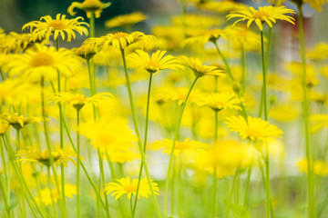 Summer sunny background - glade of yellow daisies. The concept of outdoor recreation, the beauty of summer nature. Shades of yellow and green colors.