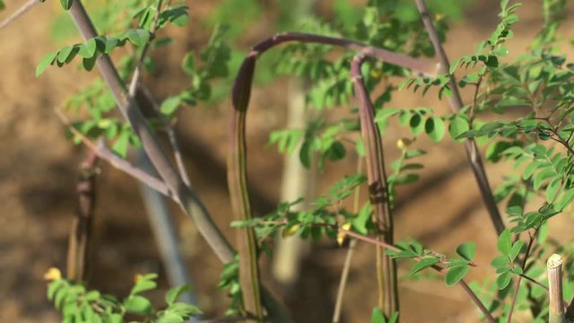Long Moringa fruits close up