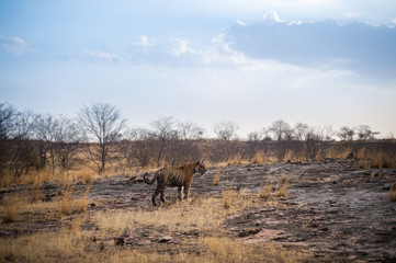 A male tiger patrolling his territory and on stroll in backdrop ranthambore hills. Habitat and landscape of dry deciduous forest with blue sky and hills of ranthambore national park, rajasthan, india