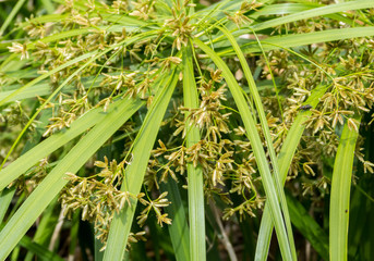 Green seeds, selective focus