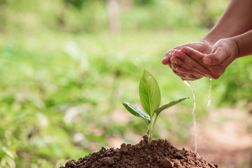 Woman hand watering plant in garden