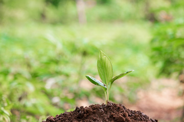 Young plant in the morning light on nature background