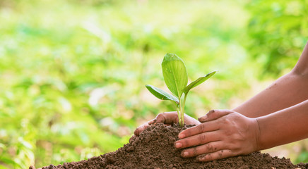 Woman protecting young green seedling in soil against blurred background