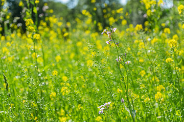 Field with grasses and yellow flowers