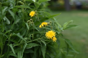 Dandelion blooming in West Vancouver 