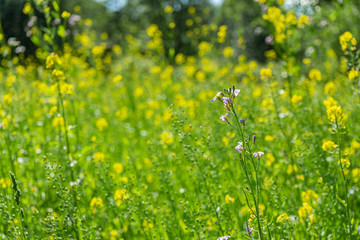 Field with grasses and yellow flowers