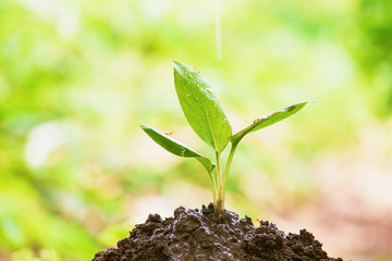 Young plant in the morning light on nature background, red ant on leaf