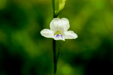 beautiful and charming white flower