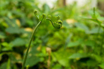 unique grass shoots