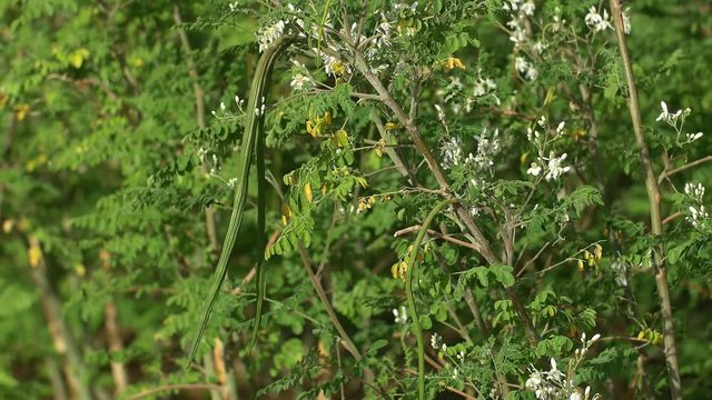 Moringa flowers and green fruits