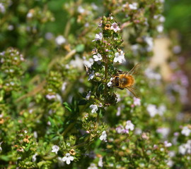 Beautiful honey bee extracting pollen from delicate Lavandula flowers in the morning sun close up.