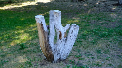 old tree stump