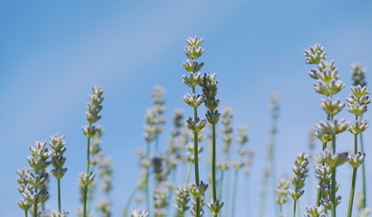 Beautiful and delicate lavandula flowers close up on blue sky background. Lavandula angustifolia (lavender most commonly true lavender or English lavender.