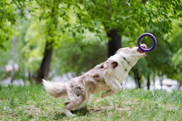 Border collie dog catches a flying disc
