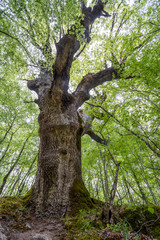 Look up under the old huge tree.