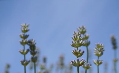 Beautiful and delicate lavandula flowers close up on blue sky background. Lavandula angustifolia (lavender most commonly true lavender or English lavender.