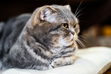 Gray cat, British breed, sad look, close-up