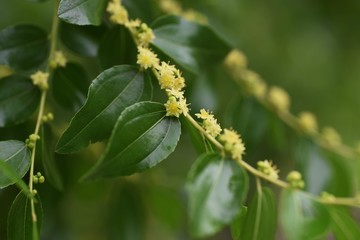 Jujube bloom yellow-green flowers in early summer and can harvest nutritious fruits in autumn.