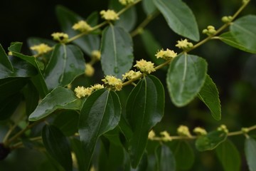 Jujube bloom yellow-green flowers in early summer and can harvest nutritious fruits in autumn.