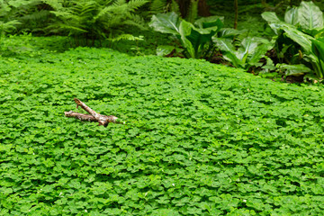 Close-up of a forest ground entirely covered with a multitude of lush green clover