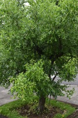 Jujube bloom yellow-green flowers in early summer and can harvest nutritious fruits in autumn.