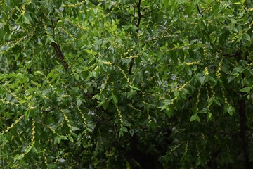 Jujube bloom yellow-green flowers in early summer and can harvest nutritious fruits in autumn.