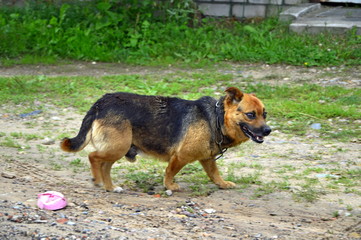 dog on the beach