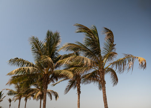 Palm trees in Jeddah Corniche, Western Saudi Arabia © hyserb