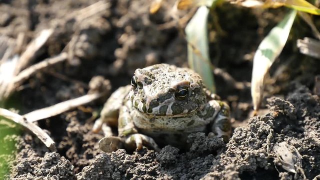 An ordinary toad bufo sits in the ground and looks into the camera. Environment.
