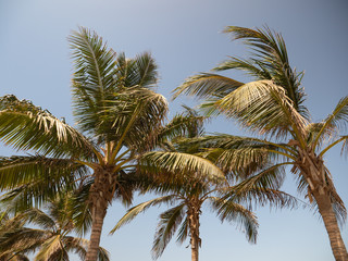 Fototapeta na wymiar Palm trees in Jeddah Corniche, Western Saudi Arabia