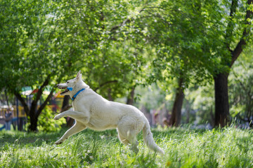 Obraz na płótnie Canvas White funny beautiful fluffy Swiss Shepherd dog in motion is running in green grass