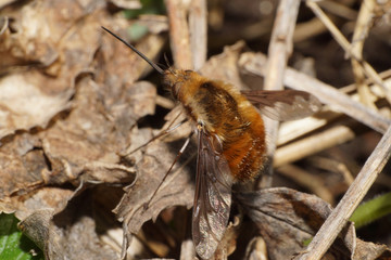 Close-up of large brown fluffy fly Bombylius major