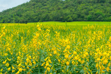 beautiful field of Sesbania yellow flower and green mount in the background. 