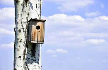 birdhouse on a tree