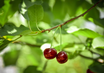 ripe red cherries on a tree