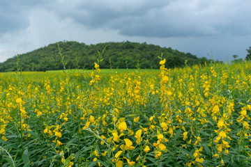 beautiful field of Sesbania yellow flower and green mount in the background. 