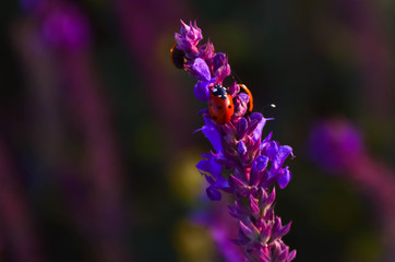 bee on purple flower lavender
